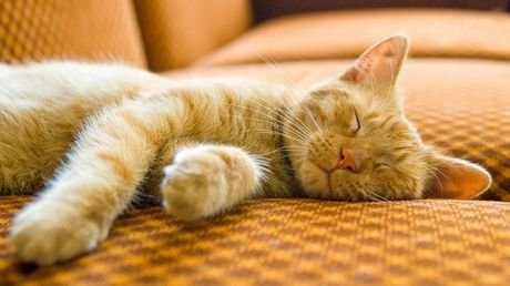 Votre chat vous imite!