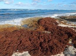 Les sargasses ou algues brunes, la plaie qui menace les plages