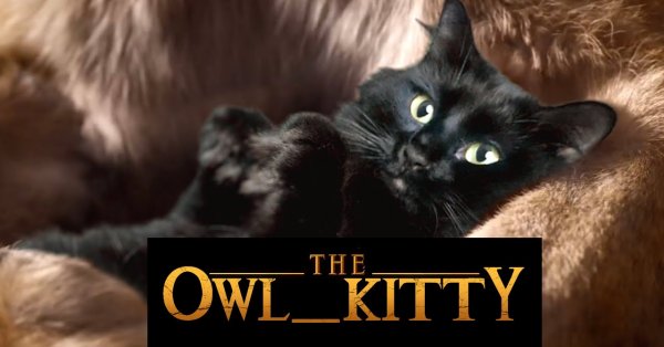 Owl Kitty, le "petfluenceur" qui revisite les classiques
