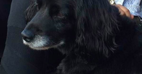 Chien perdu, aidez-nous à le retrouver