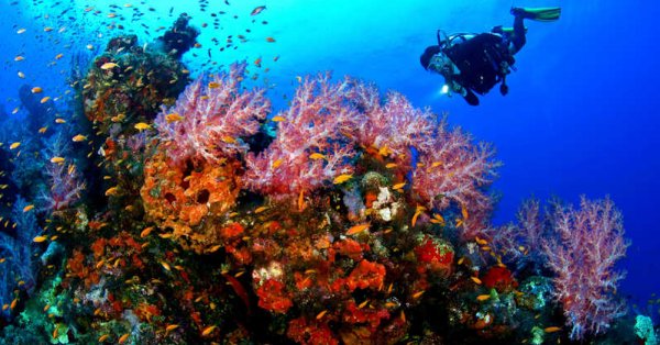 Les meilleures destinations de plongée