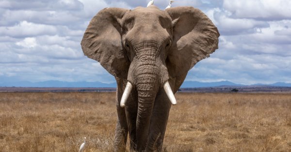 5 «webcams live» autour du monde qui vous permettent d'admirer la vie sauvage!