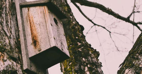 Construire un cabane à oiseaux avec Donald