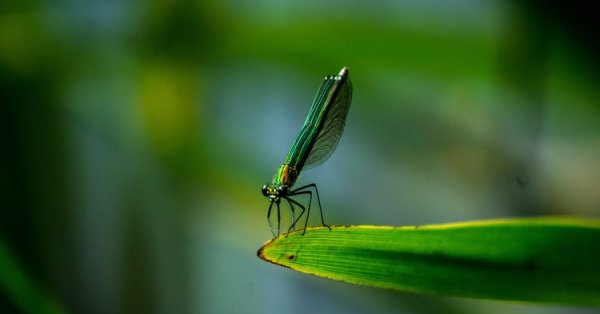 Testé et approuvé par Val: Faire son propre chasse-moustique