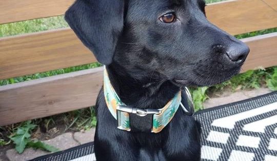 Chien perdu, aidez-nous à le retrouver