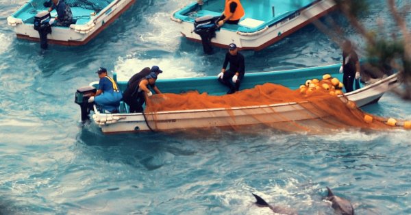 Les documentaires suggérés par Martin sur la pêche