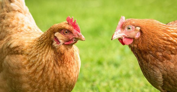 L'élevage de poules en ville