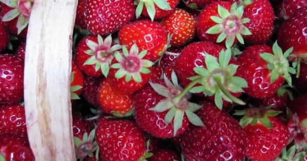 À ne pas faire avec vos fraises du Québec