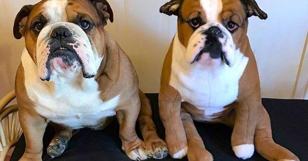 Une réplique de votre animal en peluche!