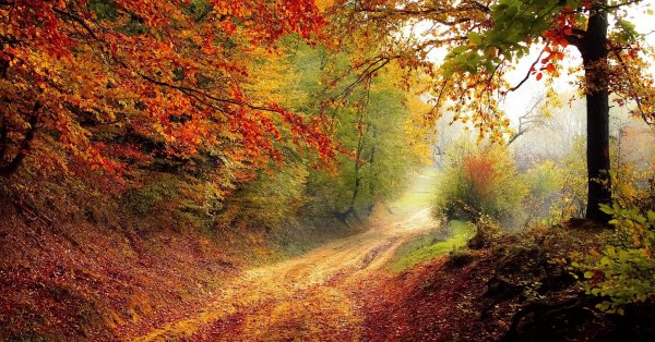 Une carte interactive pour suivre les couleurs de l'automne