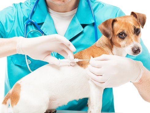 Un micropuçage animal à très bas prix avec la Ville de Québec