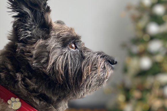 Une app pour faire chanter vos animaux