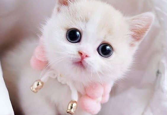 Si j'étais toi, je cliquerais ici