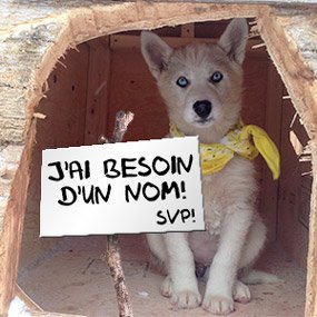 Trouvez un nom au chiot femelle Husky de la Pourvoirie du Lac-Beauport