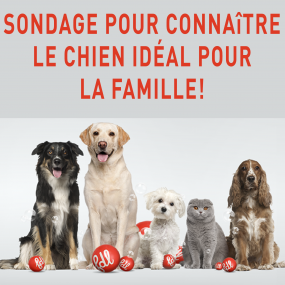 Sondage pour connaître le chien idéal pour la famille!