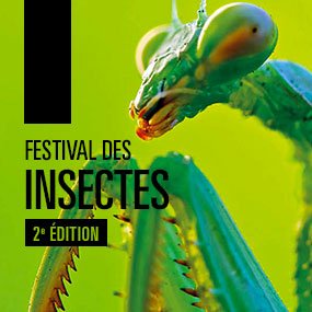 Fascination pour le monde des insectes ou peur bleue des "bibittes"?