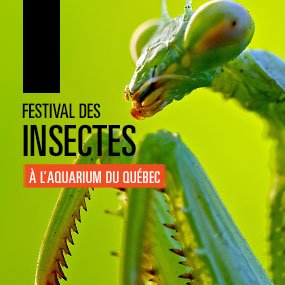 Festival des insectes à l'Aquarium du Québec