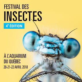 Le Festival des insectes à l'Aquarium du Québec!