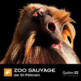 Remportez votre forfait-famille au Zoo sauvage de St-Félicien!