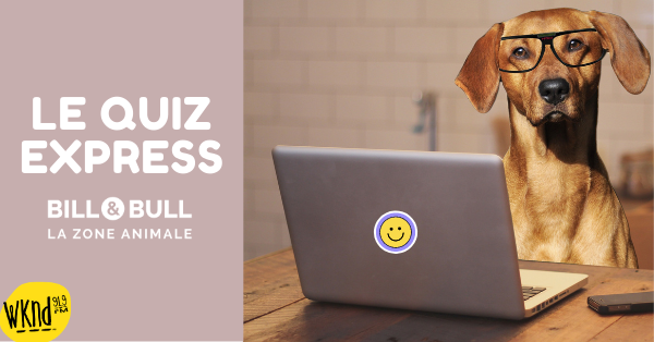 Le quiz express Bill & Bull! 