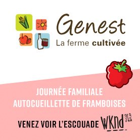 Venez à l’autocueillette de framboises à la Ferme Genest