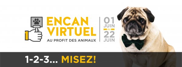 L'encan virtuel de la SPA de Québec